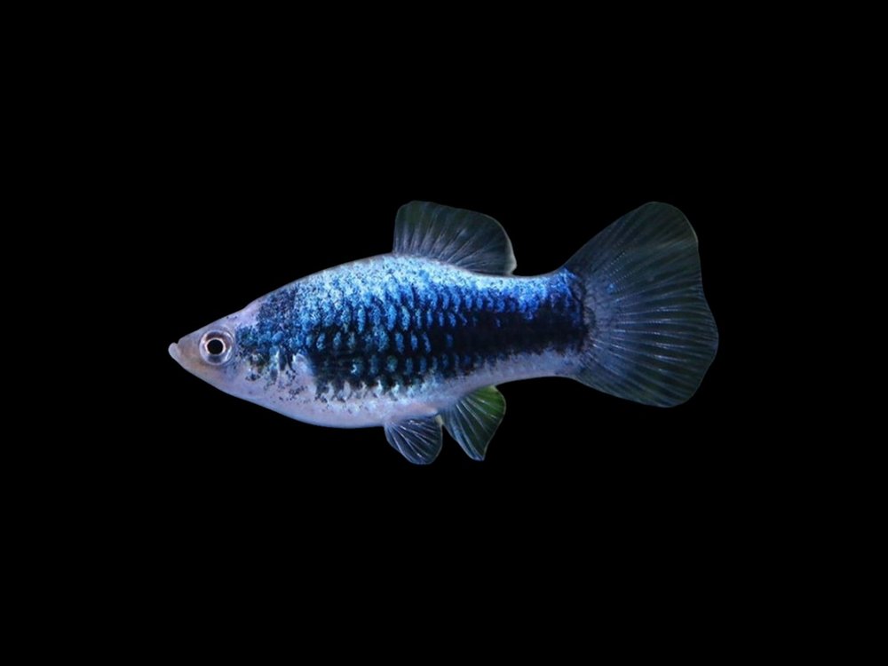 Blue Calico Platy