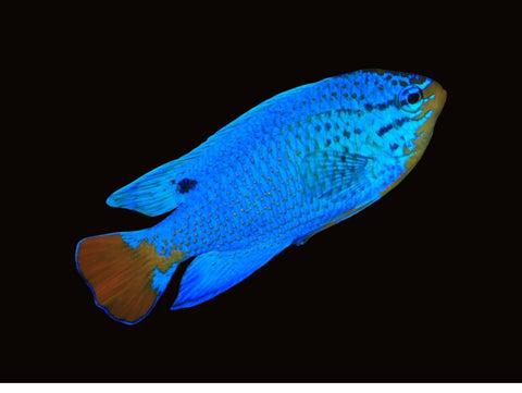 Blue Devil Damselfish | Chrysiptera cyanea