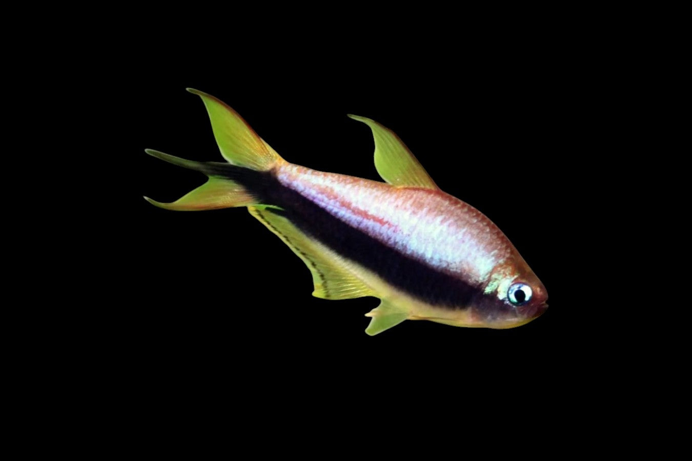 Blue Emperor Tetra