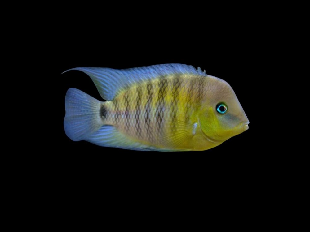 Blue Eye Cichlid
