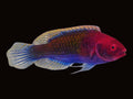 Blue Fairy Wrasse | Cirrhilabrus cyanopleura