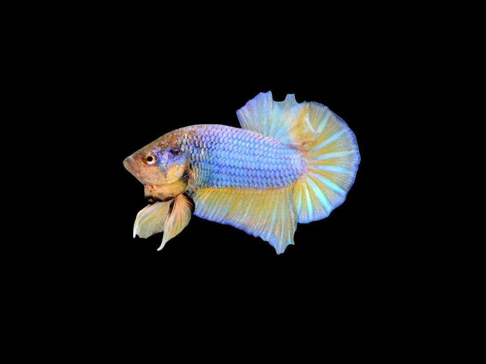 Blue Fin Mustard Gas Plakat Female