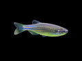 Blue Danio