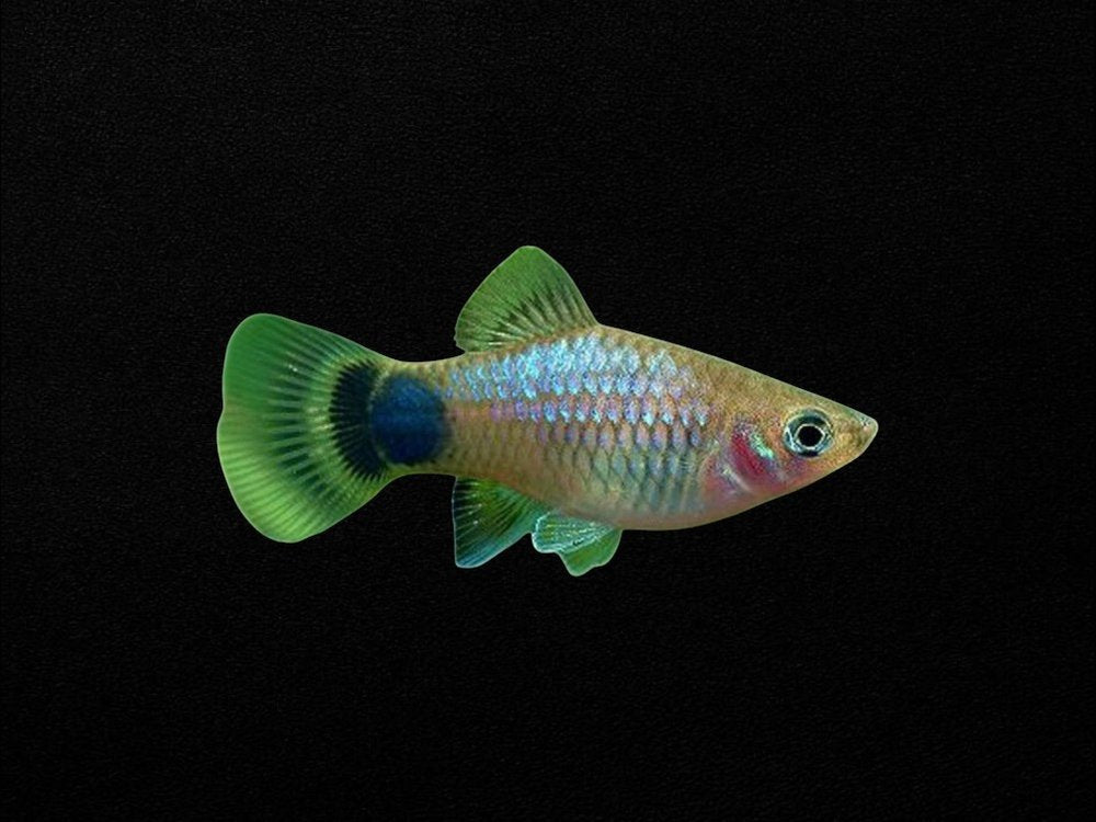 Blue Micky Mouse Platy
