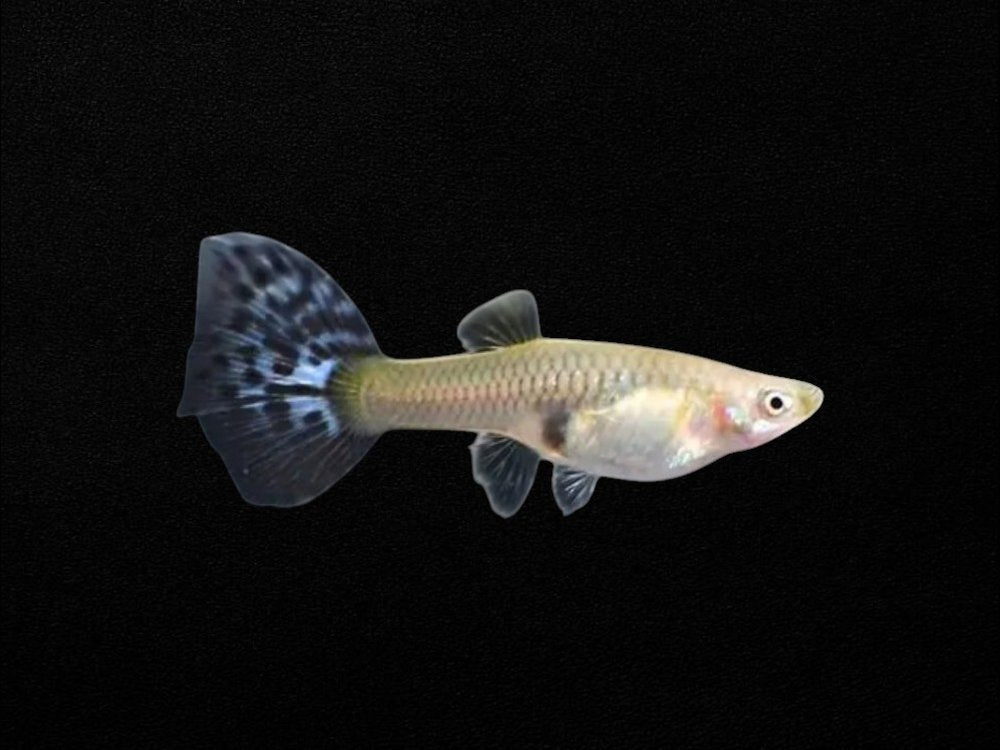 Blue Mosaic Guppy Female