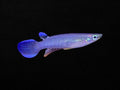 Blue Panchax