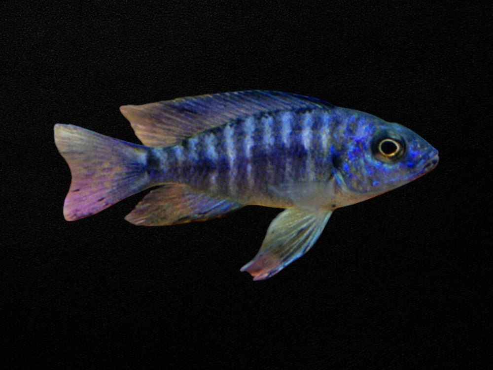 Blue Peacock