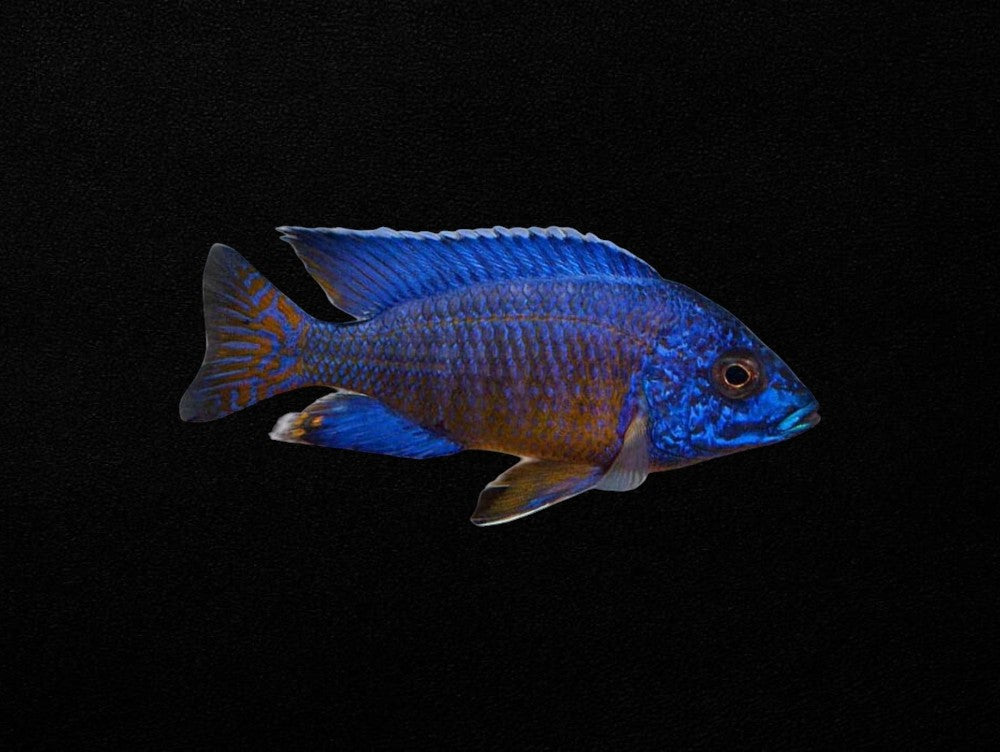 Blue Peacock | Aulonocara nyassae