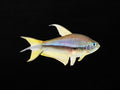 Blue Phantom Tetra