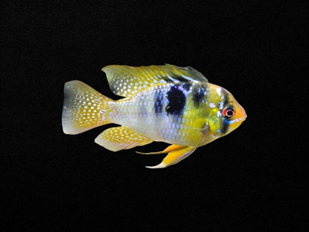 Blue Ram