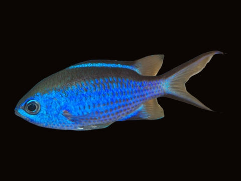 Blue Reef Chromis | Chromis cyaneus