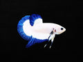 Blue Rimmed Betta Female