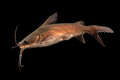 Blue Salmontail Catfish