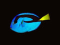 Blue Tang | Paracanthurus hepatus