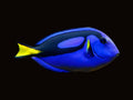 Blue Tang Jumbo | Paracanthurus hepatus