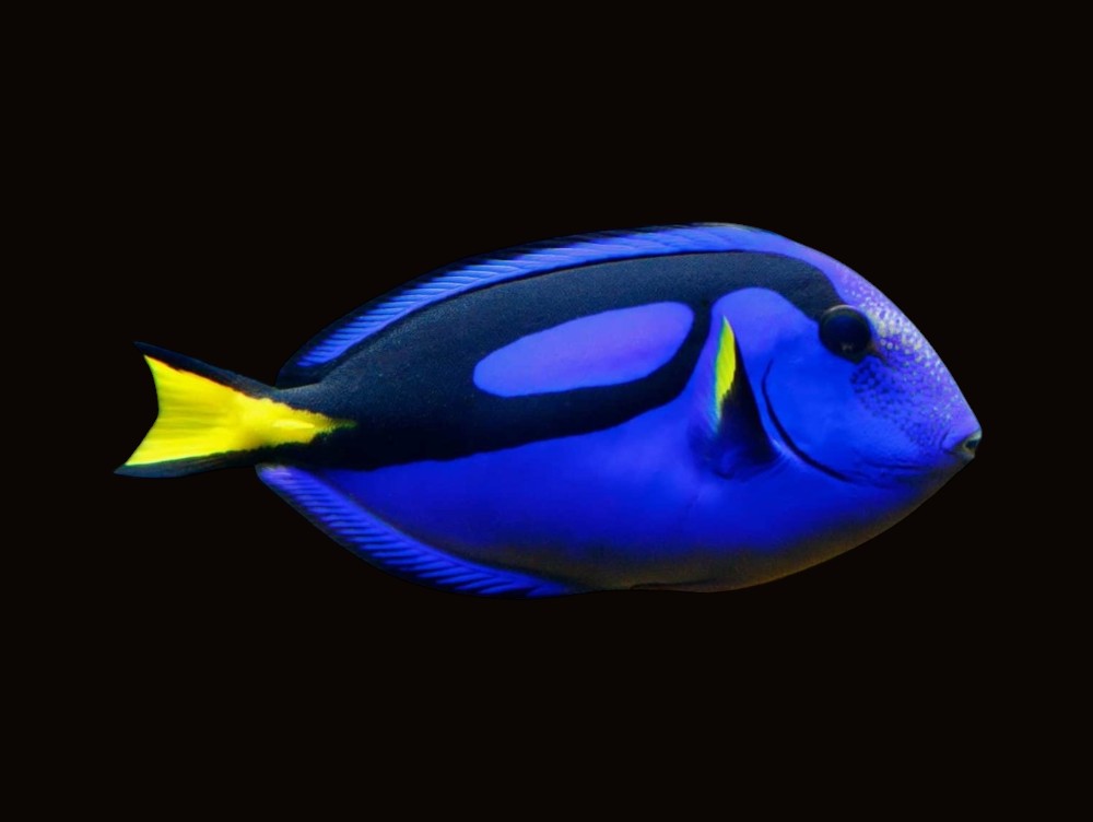 Blue Tang Jumbo | Paracanthurus hepatus