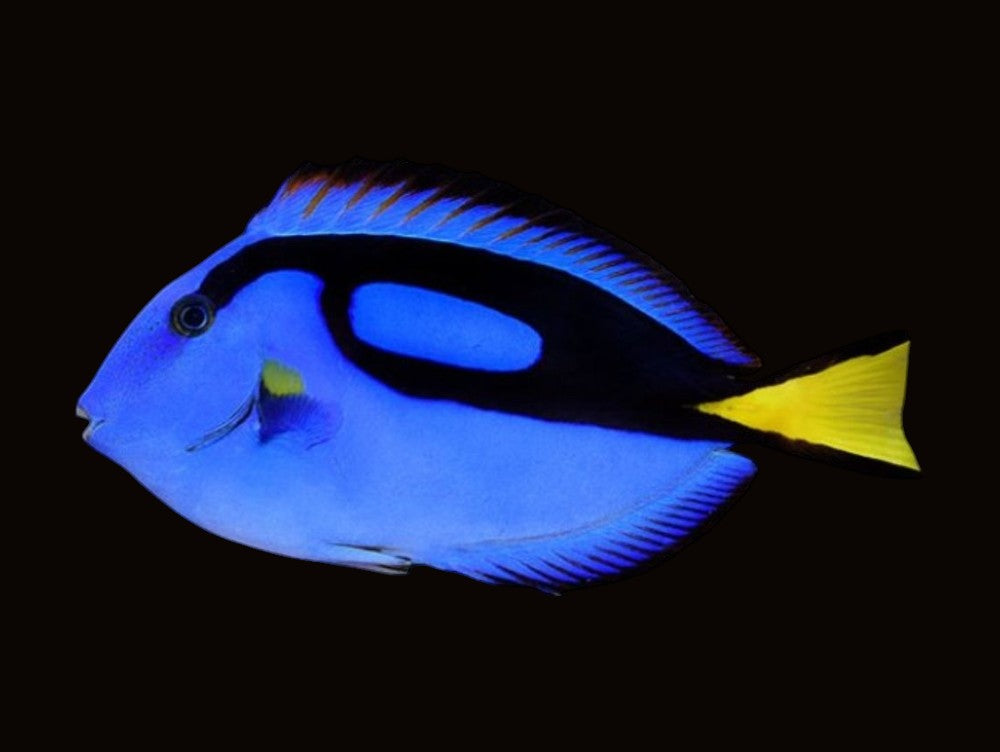 Blue Tang | Paracanthurus hepatus