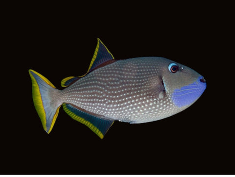 Blue Throat Triggerfish Male | Xanthichthys auromarginatus