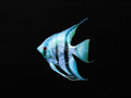Blue Zebra Angelfish