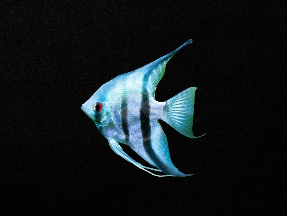 Blue Zebra Angelfish