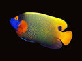 Blueface Angelfish Adult | Pomacanthus xanthometopon
