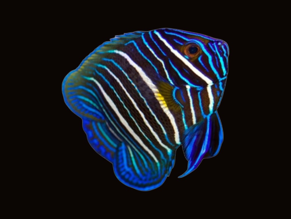 Blueface Angelfish juvenile | Pomacanthus xanthometopon