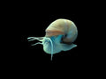 Blue Foot Mystery Snail
