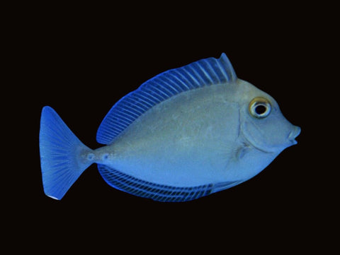 Blue Spine Unicorn Tang | Naso unicornis