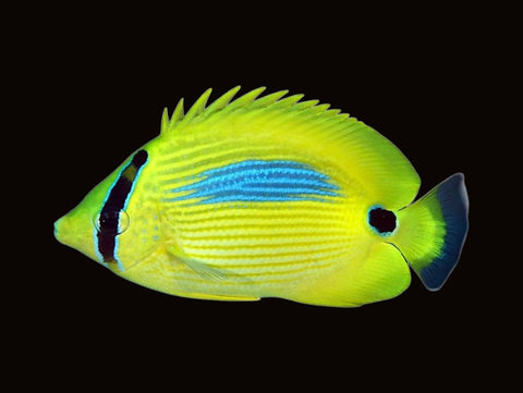 Bluespot Butterflyfish | Chaetodon plebeius