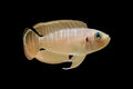 Brevis Shelldweller Sunspot