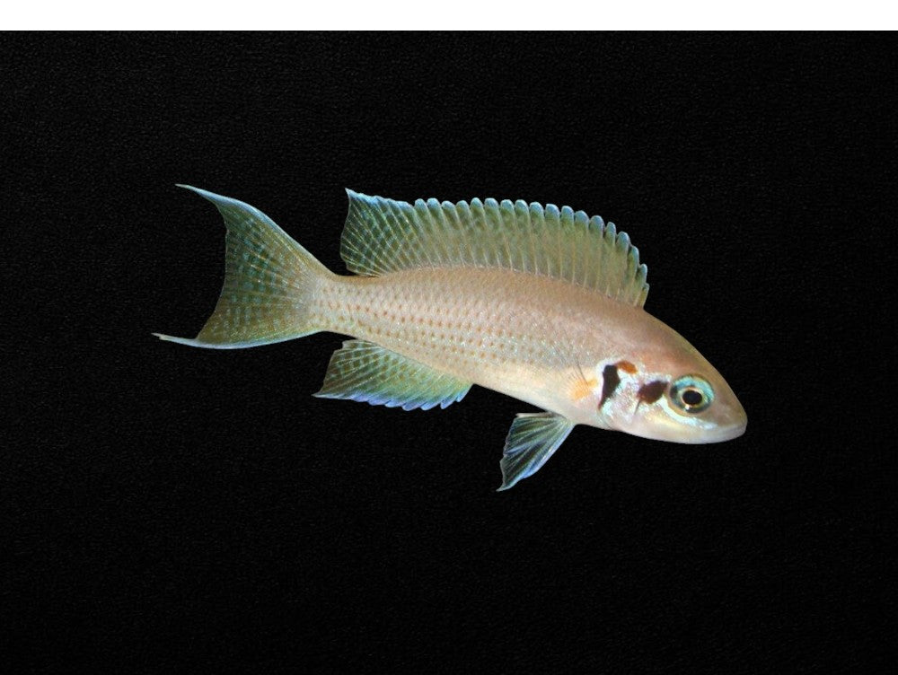 Brichardi