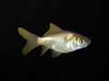 Bronze Goldfish