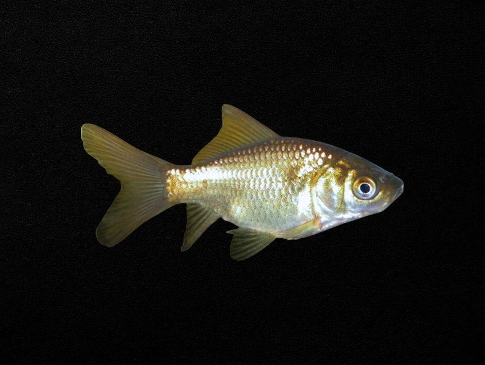 Bronze Goldfish