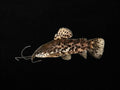 Brown Spotted Hoplo