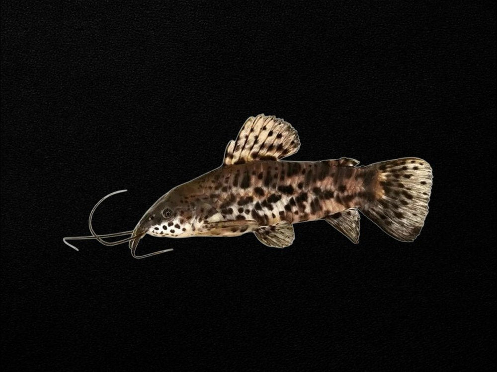 Brown Spotted Hoplo