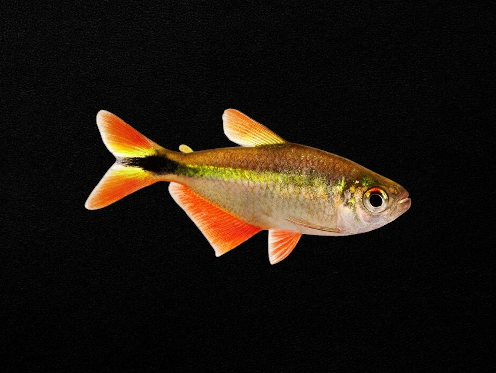 Buenos Aires Tetra