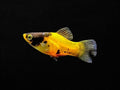 Bumble Bee Platy