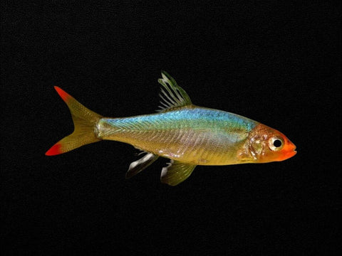 Burmese Rummy Nose Rasbora