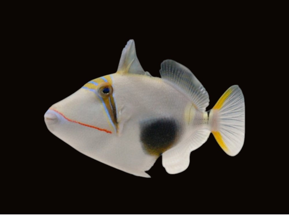 Bursa Triggerfish | Rhinecanthus verrucosus