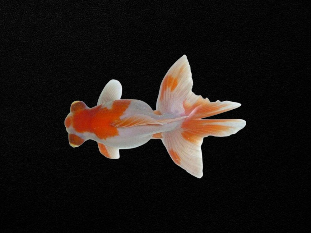 Butterfly Tail Goldfish