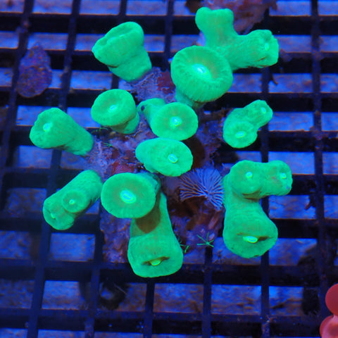 Candy Cane / Trumpet Coral AA001 | Caulastraea furcata