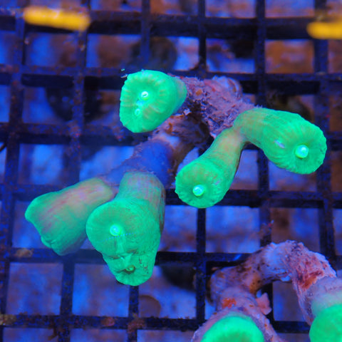 Candy Cane / Trumpet Coral AA002 | Caulastraea furcata