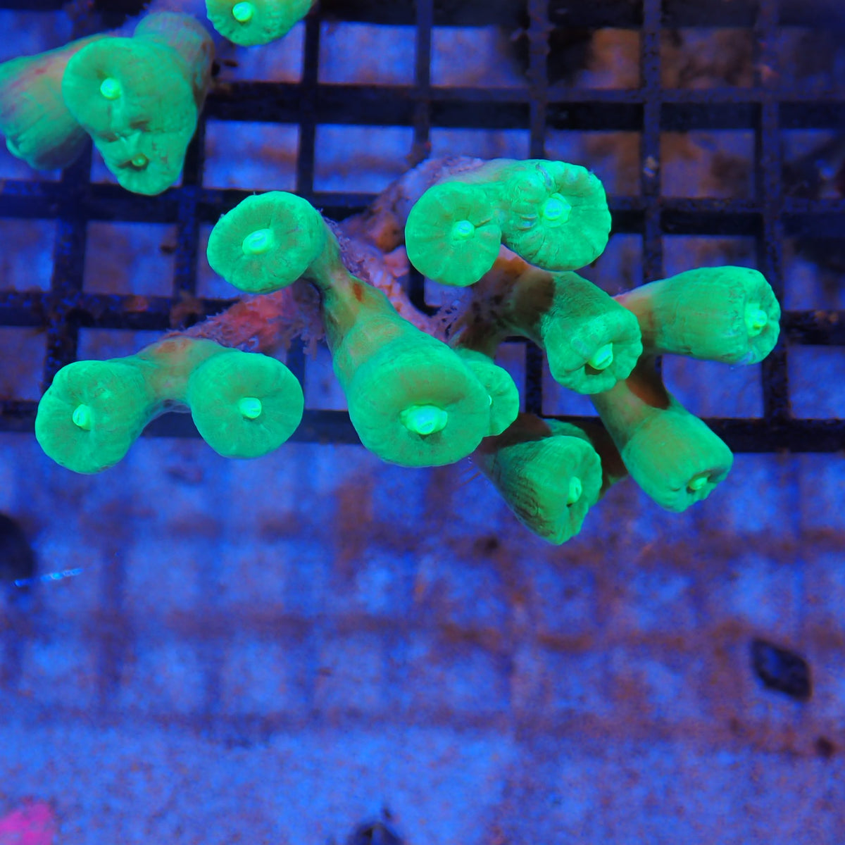 Candy Cane / Trumpet Coral AA003 | Caulastraea furcata
