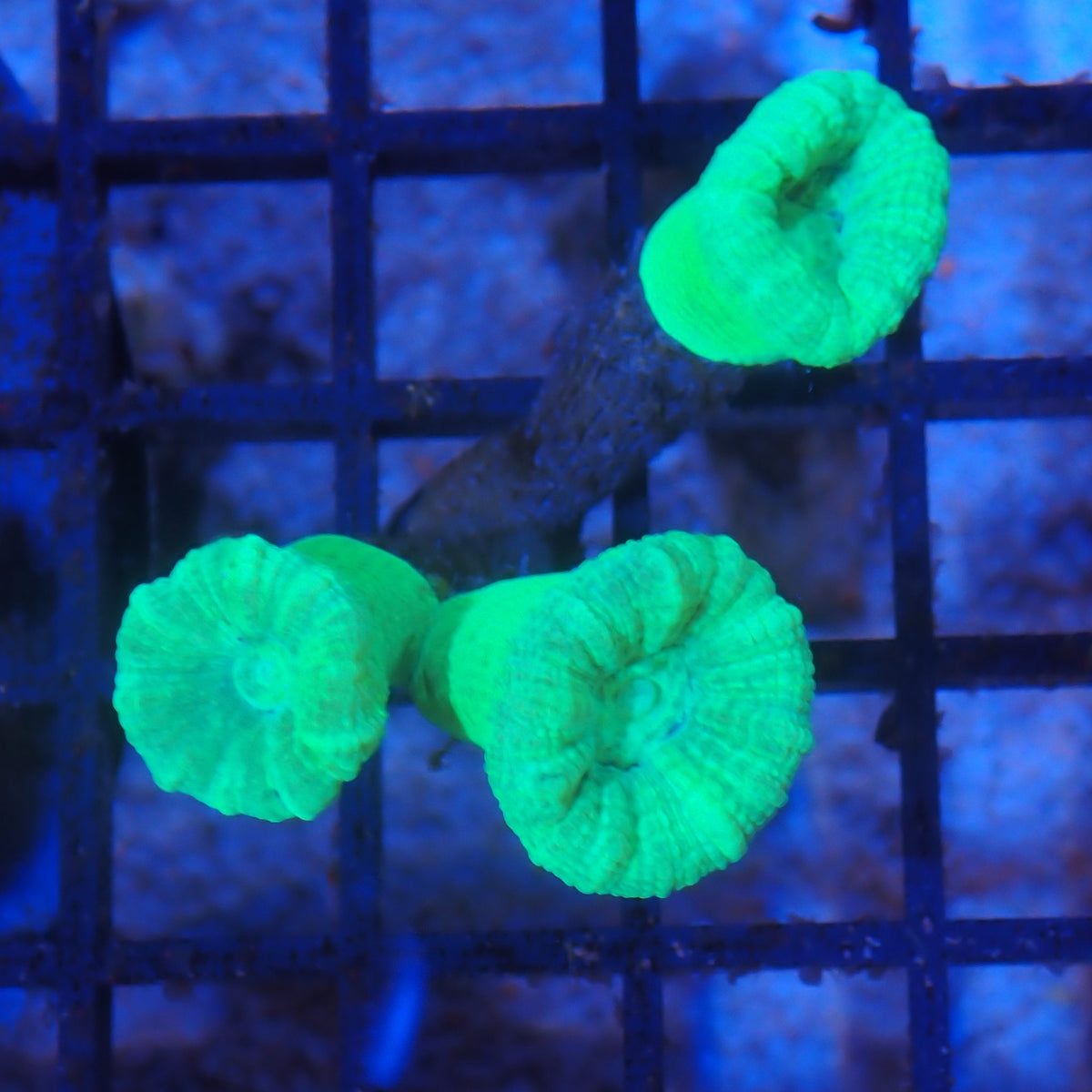 Candy Cane / Trumpet Coral AA004 | Caulastraea furcata