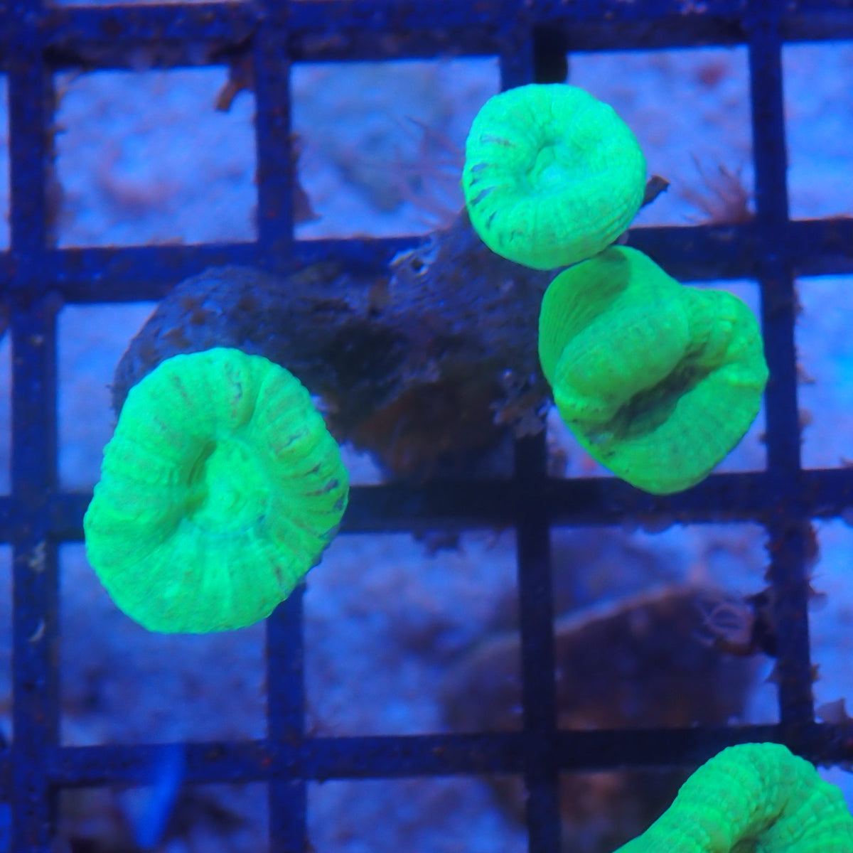 Candy Cane / Trumpet Coral AA005 | Caulastraea furcata