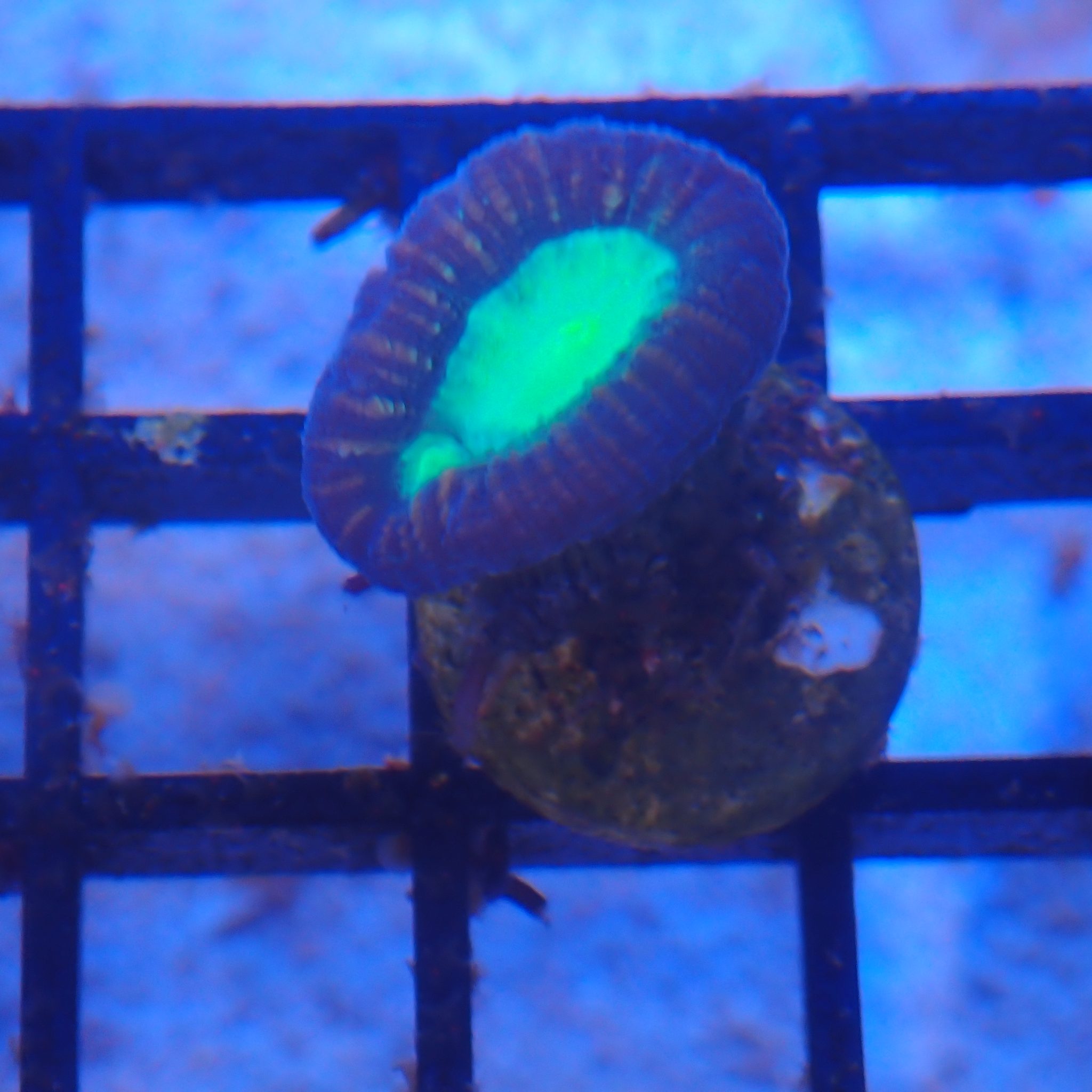 Candy Cane / Trumpet Coral AA006 | Caulastraea furcata