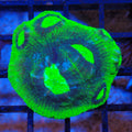 Chalice Coral AA001 | Echinophyllia aspera