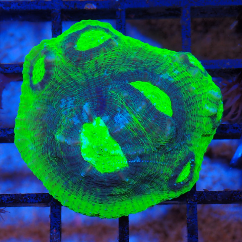 Chalice Coral AA01 Echinophyllia aspera CH8300001