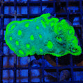Chalice Coral AA002 | Echinophyllia aspera