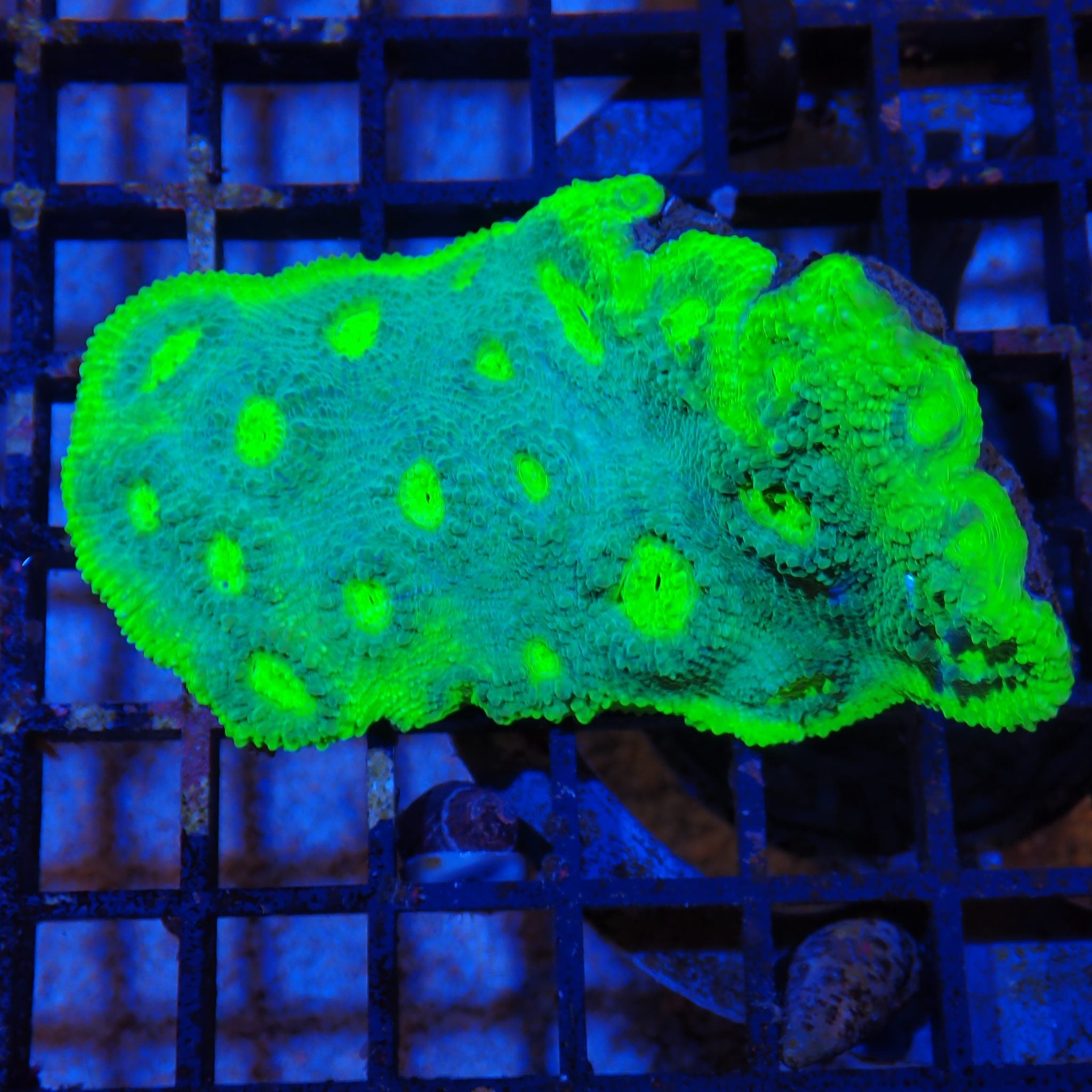 Chalice Coral AA002 | Echinophyllia aspera